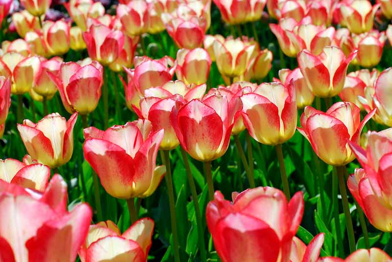 Tulipa 'Tequila Sunrise' (Darwin Hybrid Tulip)